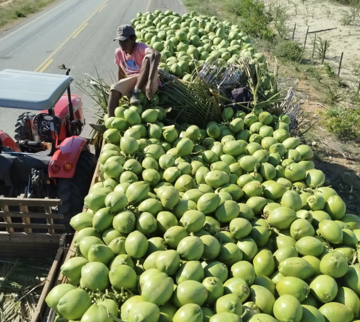 Como Escolher um Bom Fornecedor de Coco?