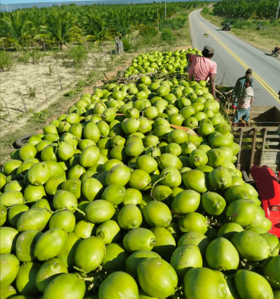 O Crescimento do Mercado de Coco Verde